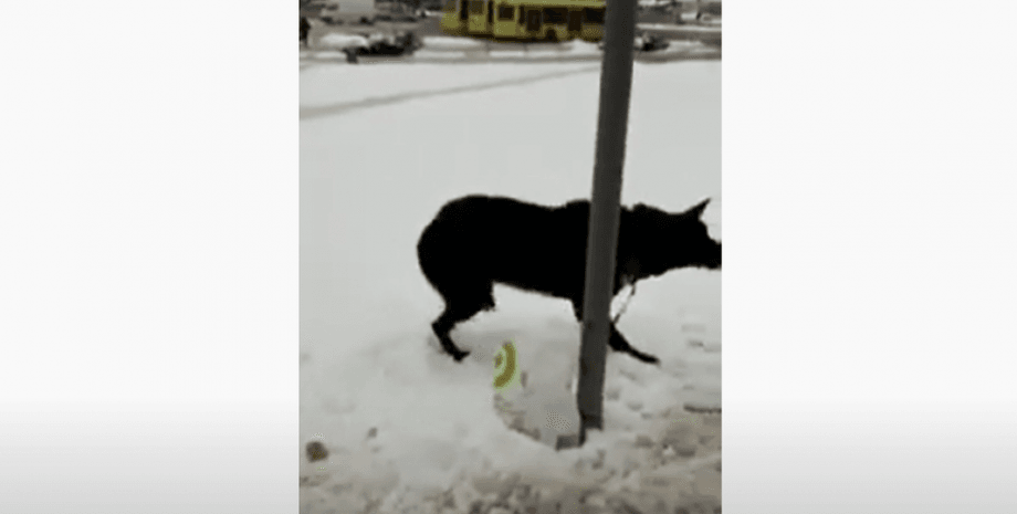 львов, животные, собака, мороз, записка