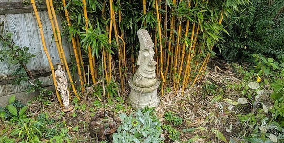 бамбук в британії, британські садівники садять бамбук, бамбук, бамбуковий гай, зарості бамбука