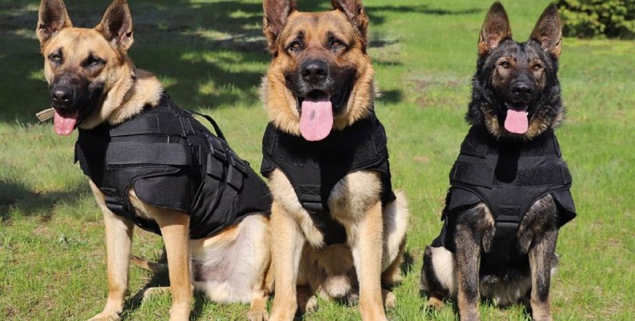 Службові собаки бронежилети прикордонники ДПСУ США