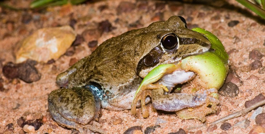 тростниковая жаба