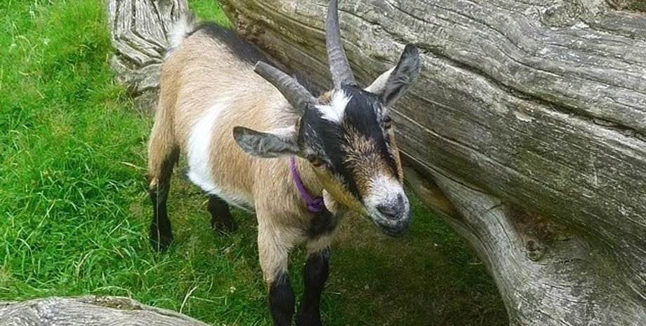 козы, козы умные