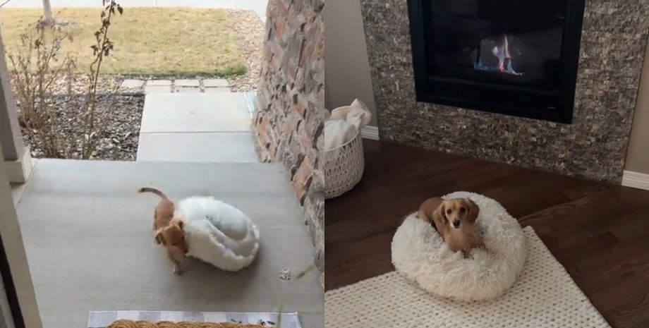 Нема сонця, нема чілу: жінка показала дуже "логічну" поведінку собаки