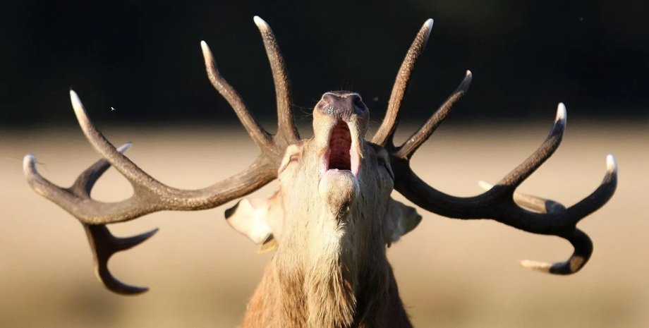 животное лось