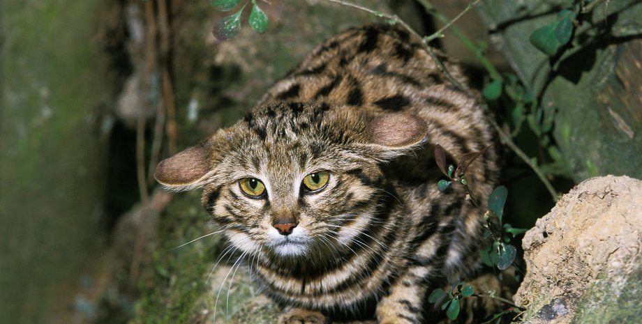 Черноногая кошка Felis nigripes