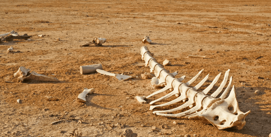 кістки, пісок, пустеля, фото