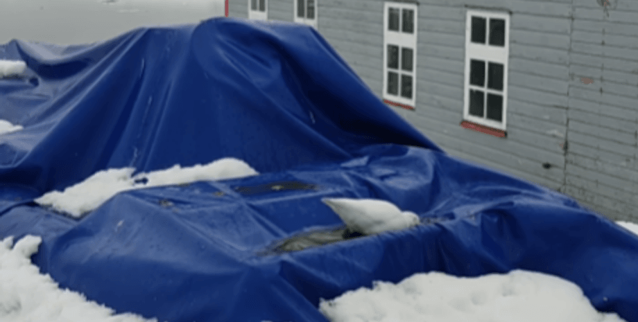 Станція вернадського, полярники, птах