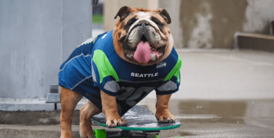 Бульдог-скейтбордист Чаудер