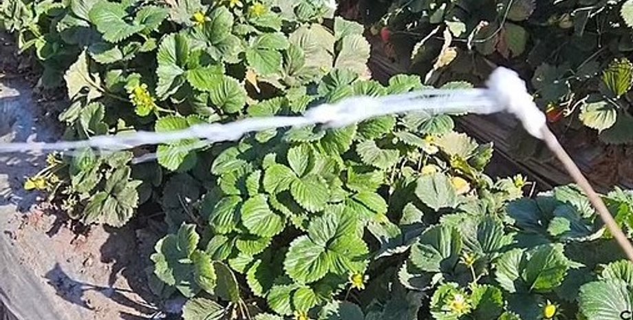 пауки, паутина, миграция пауков