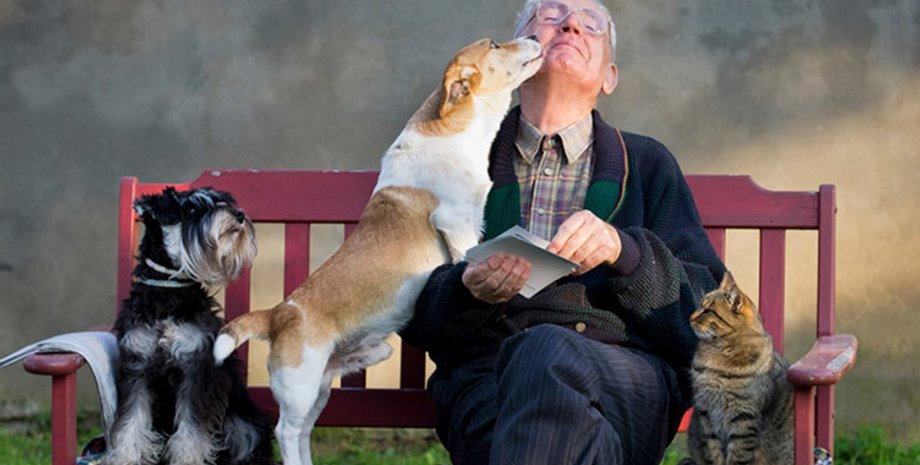Человек, собака, домашний любимец