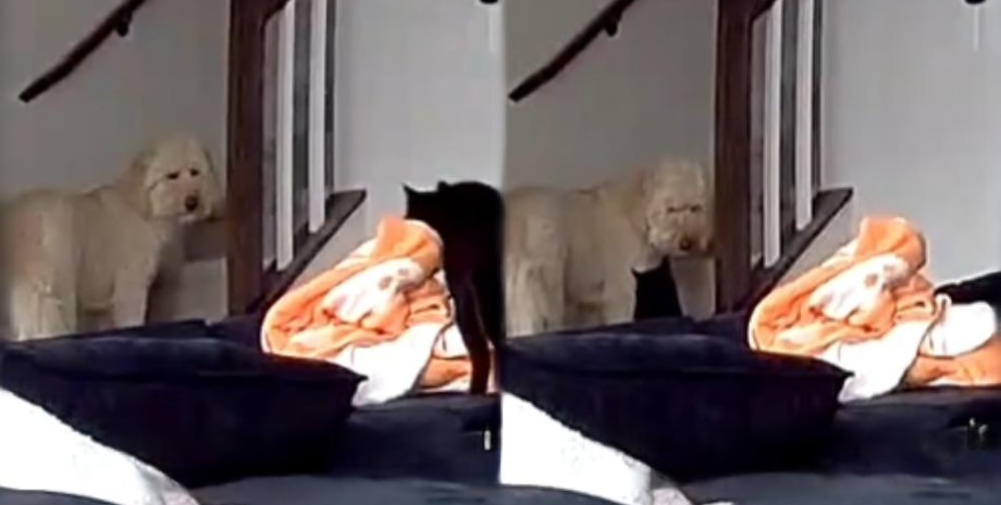 кот и собака