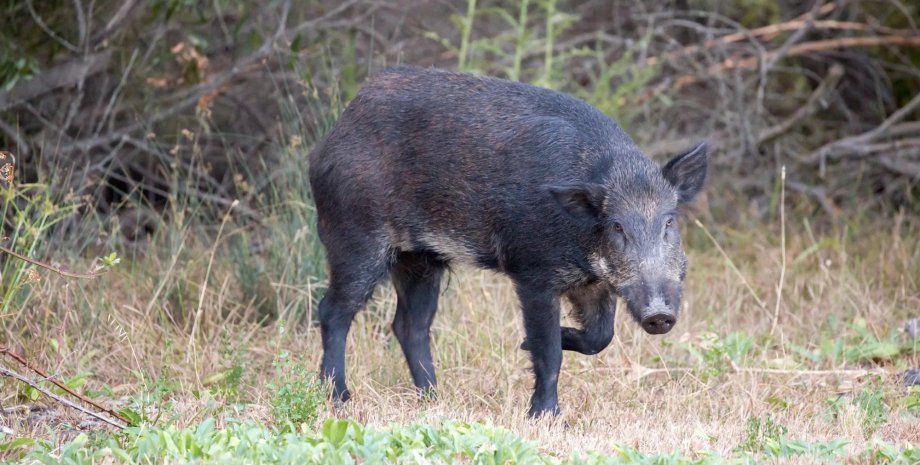 М'ясо і нутрощі диких кабанів синіють: учені з'ясували, у чому причина0