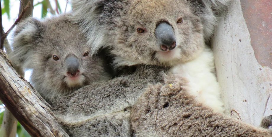 коала, пожежа, заповідник, національний парк, снайпери, вбили