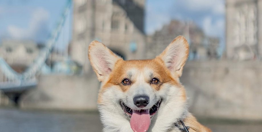 корги, собака