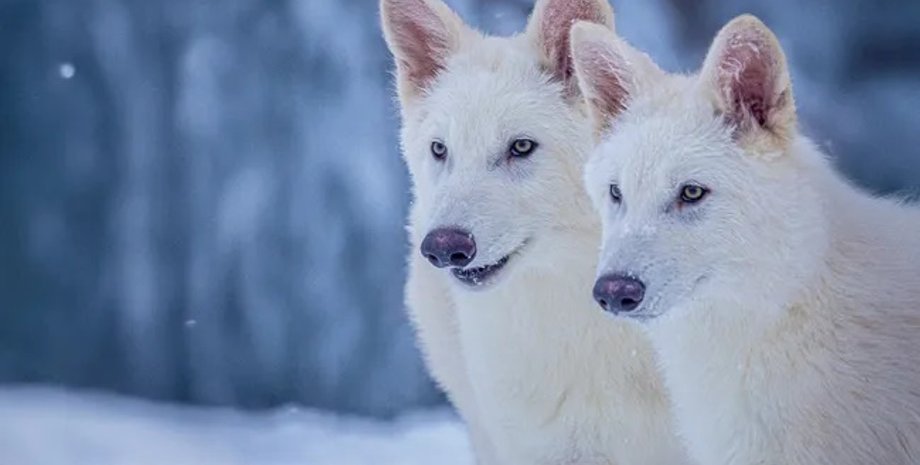 лютововк, жахливий вовк