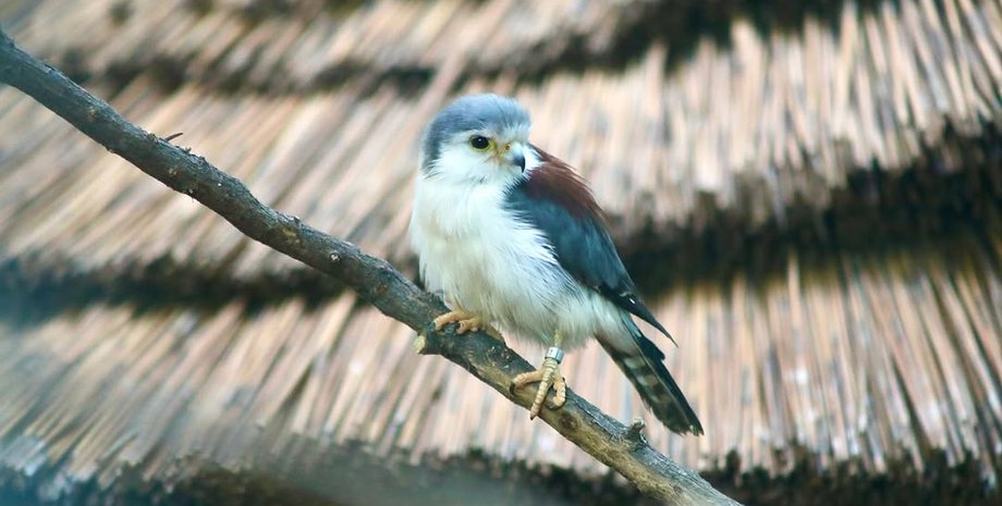 Птенец карликового сокола, зоопарк в США, уникальное существо, зверинец, удивительные истории
