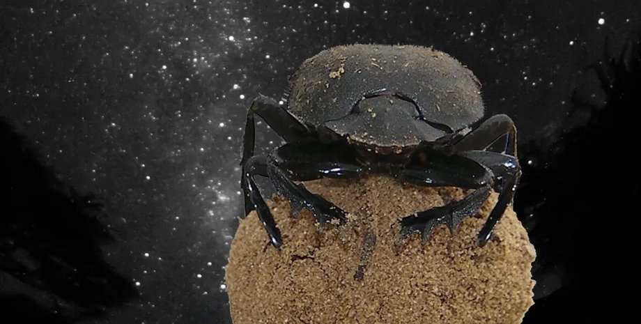 жуки используют звездное небо для навигации