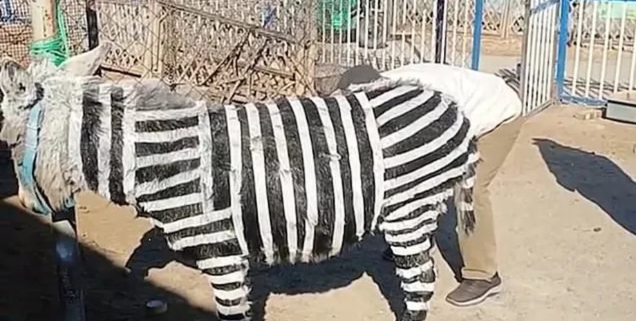 Осел, зебра, покрасили ослов, выдавали за зебр, зебры в зоопарке, создали зебр из ослов, скандал в зоопарке, черно-белые полосы