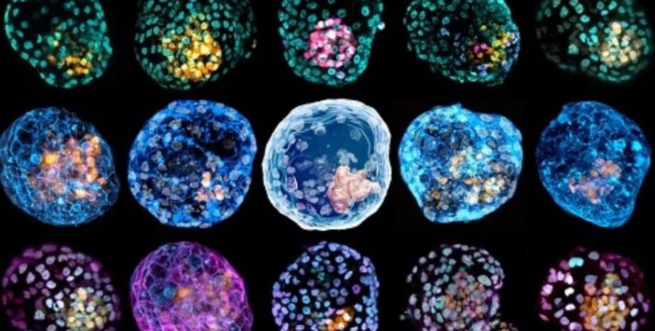 эмбрион, клетки