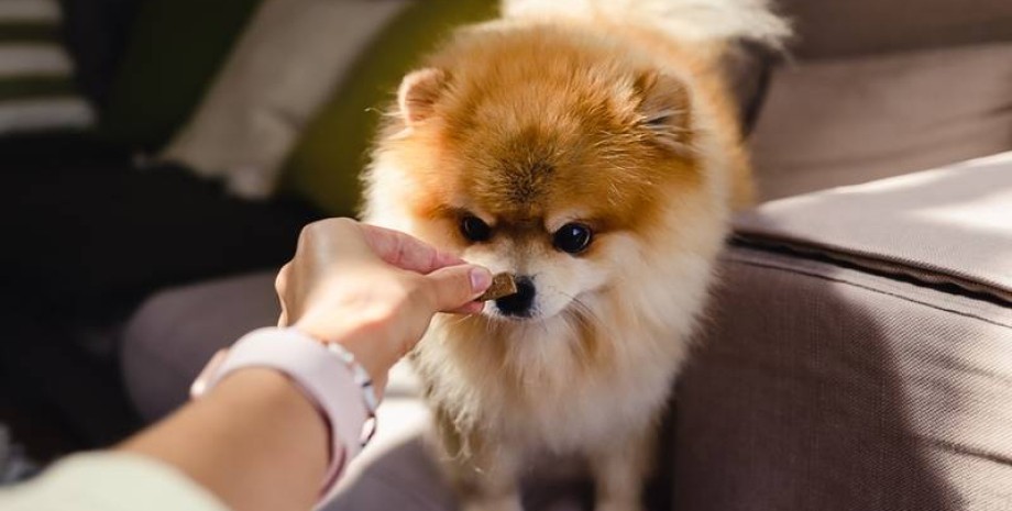 Шпиц, собаки на свадьбе, скандал Брат с сестрой поссорились из-за приглашения на свадьбу собаки, пес, курьезы, брак, церемония бракосочетания