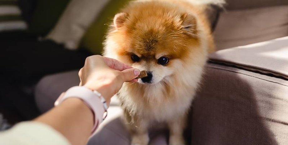 Брат с сестрой поссорились из-за приглашения на свадьбу собаки, пес, курьезы, брак, церемония бракосочетания