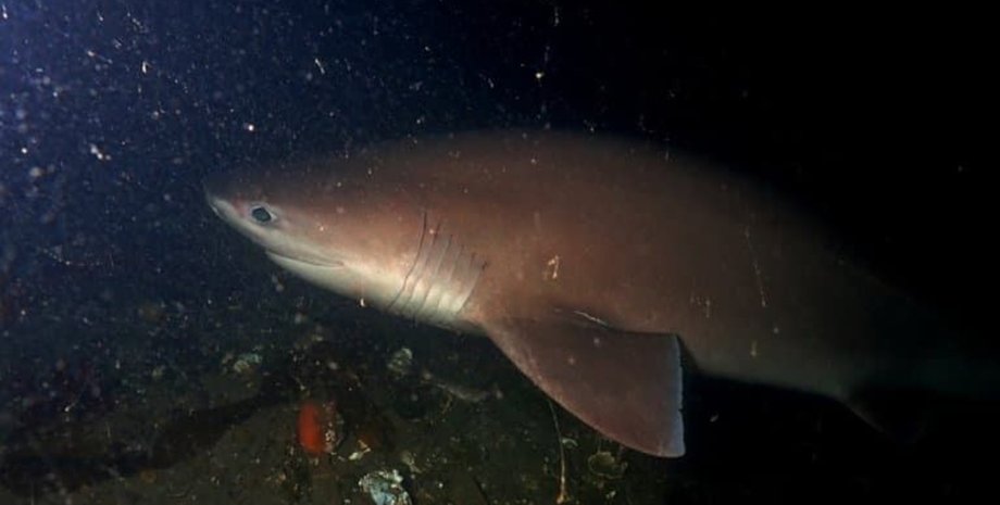 Тупоносая шестижаберная акула, большая акула, древний монстр, морской монстр, монстр из океана, хищник, доисторический морской хищник, старше динозавров