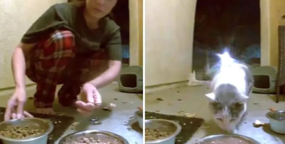 Женщина хотела покормить уличного кота, а увидела под своей дверью целый зоопарк, курьезы, интересные истории
