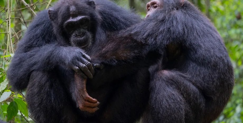 перша допомога шимпанзе