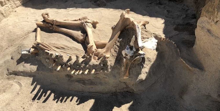 кінь, скелет, кістки