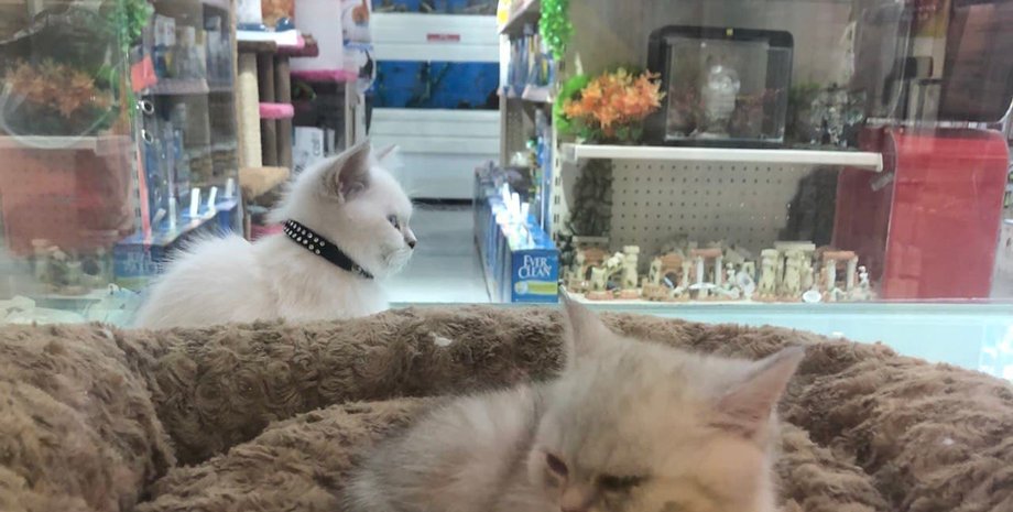 котята, зоомагазин