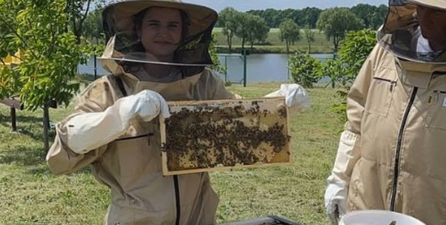 ІТ-пасека фото, ІТ-пасека киевская область, улья, соты, пчеловоды