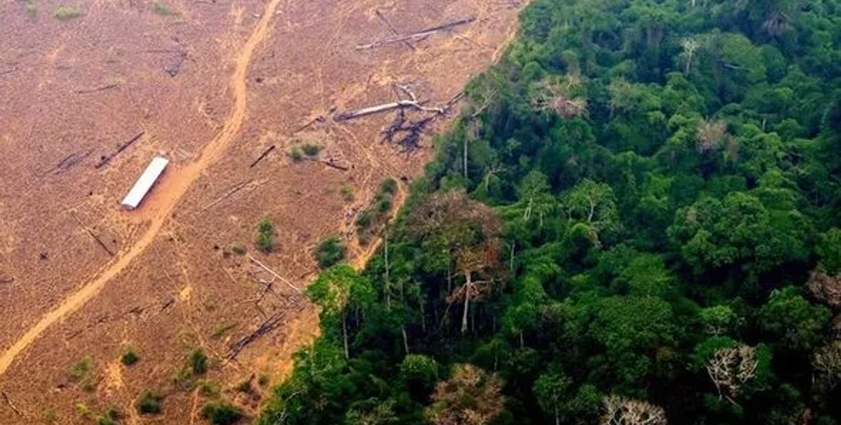 амазонка, леса амазонки, уничтожение амазонки