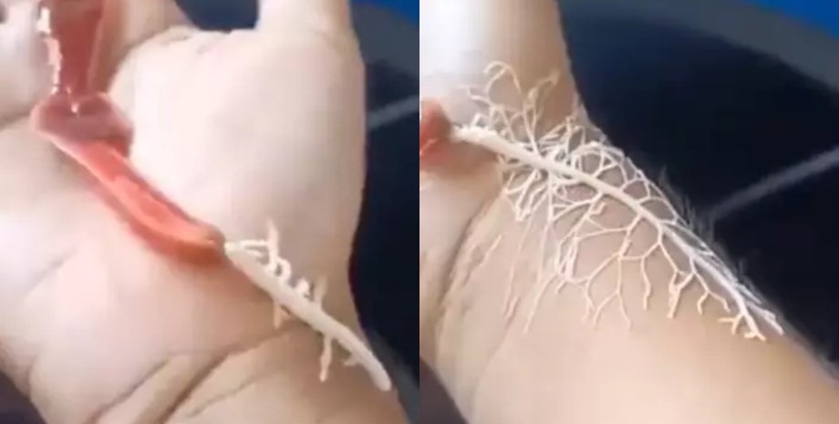 Рука, червь, паутина, ленточный червь, существо,