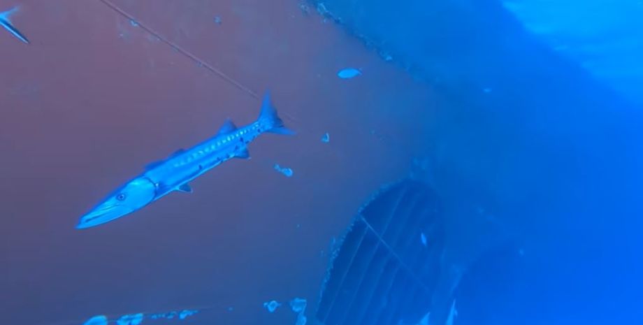 Фотограф Одиссеас Фроилан из Греции, камера GoPro, курьезы, эксперимент, YouTube, удивительные кадры морской жизни