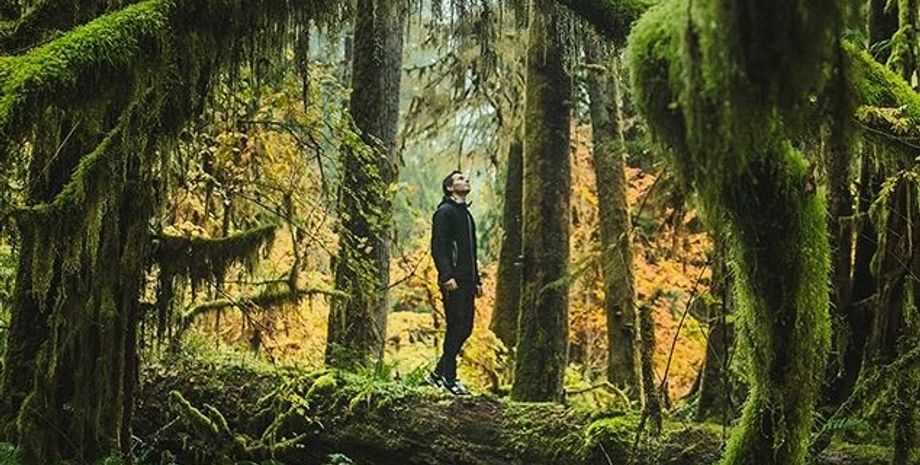 ліс, прогулянка лісом