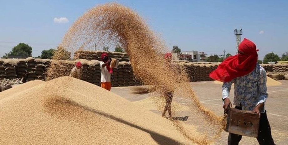 запасы пшеницы, сельское хозяйство, урожай