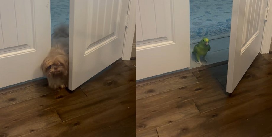 Собака працює, папуга керує: дует тварин підкорив інтернет своєю поведінкою