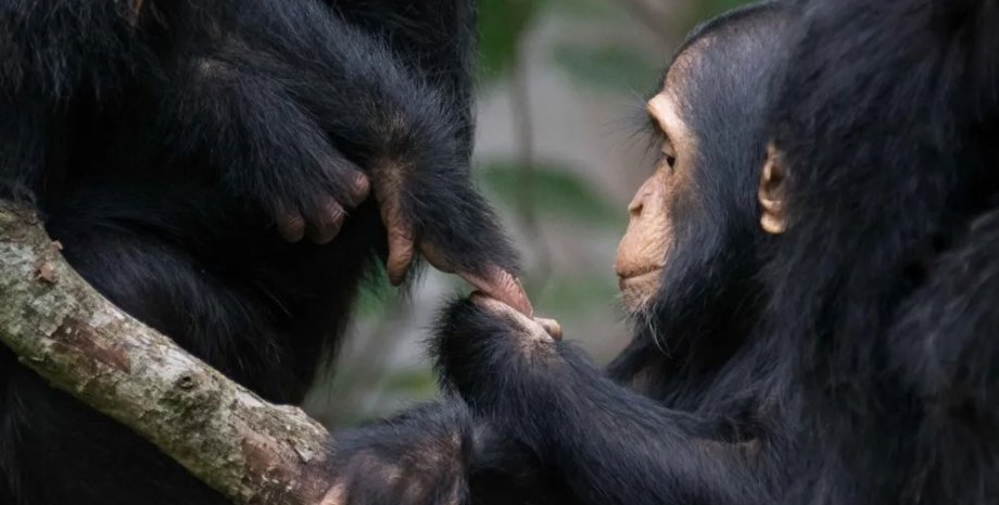 шимпанзе, общение шимпанзе, шимпанзе общение