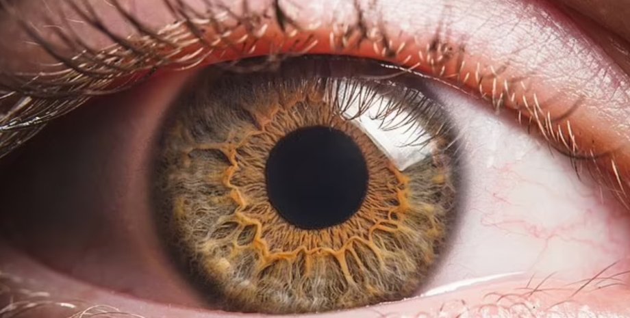 глаз зрачок, радужка