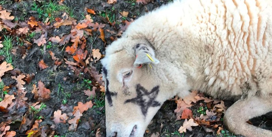 Фото:  Solent News