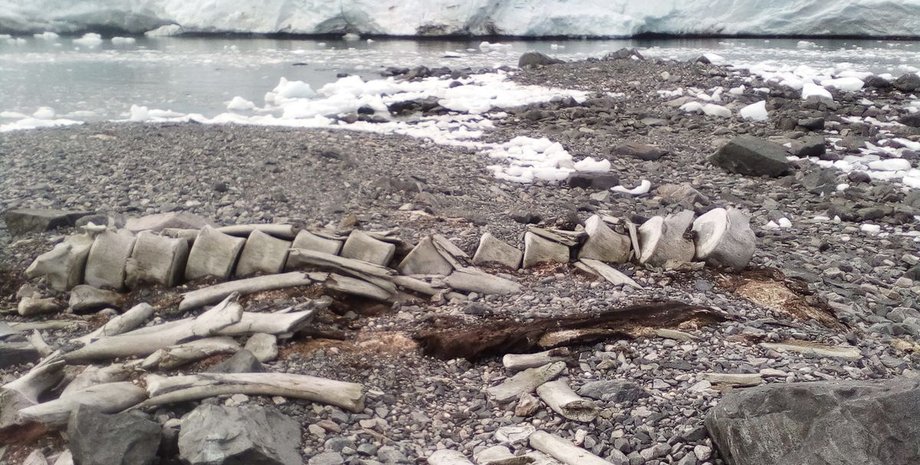 синий кит, Антарктида, останки,