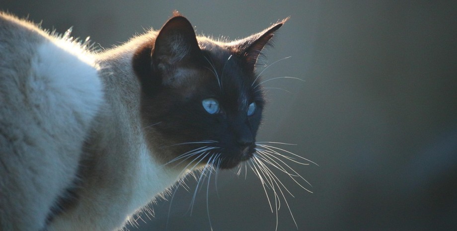 Кошка украла Лабубу кошка-регдолл