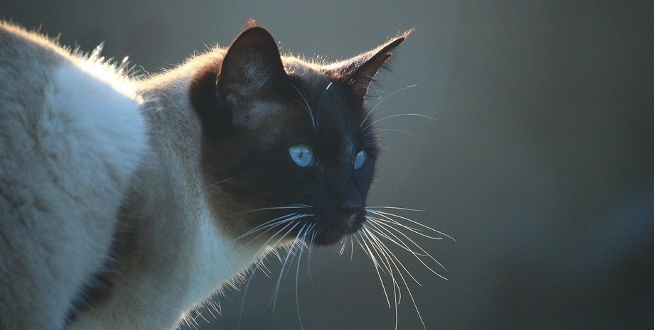 кошка-регдолл