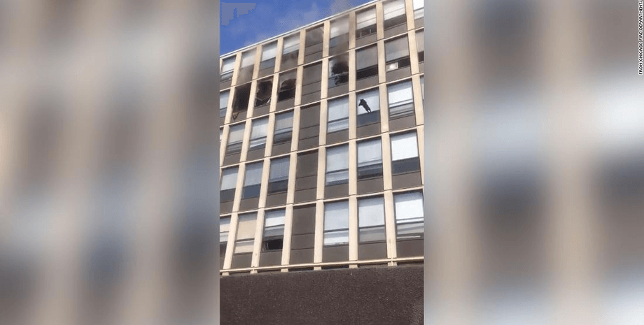 кішка падає