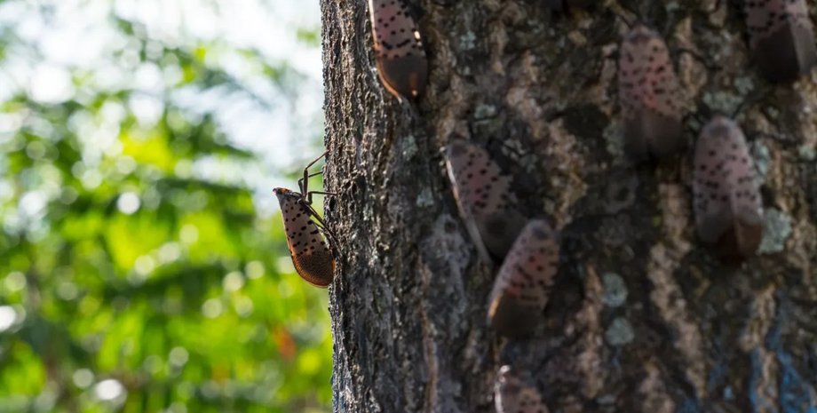 Partager : Les chercheurs intensifient leur lutte contre le « double rush » qui ...