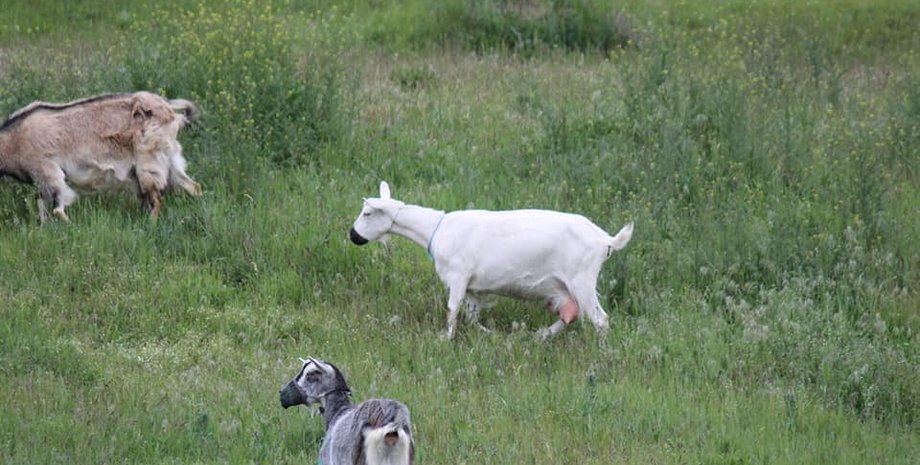 Фото: Facebook-паблик "События Игрени"