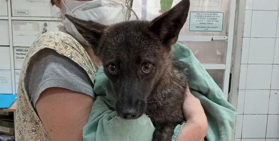 гибрид, гибрид в бразилии, гибрид лисы и собаки