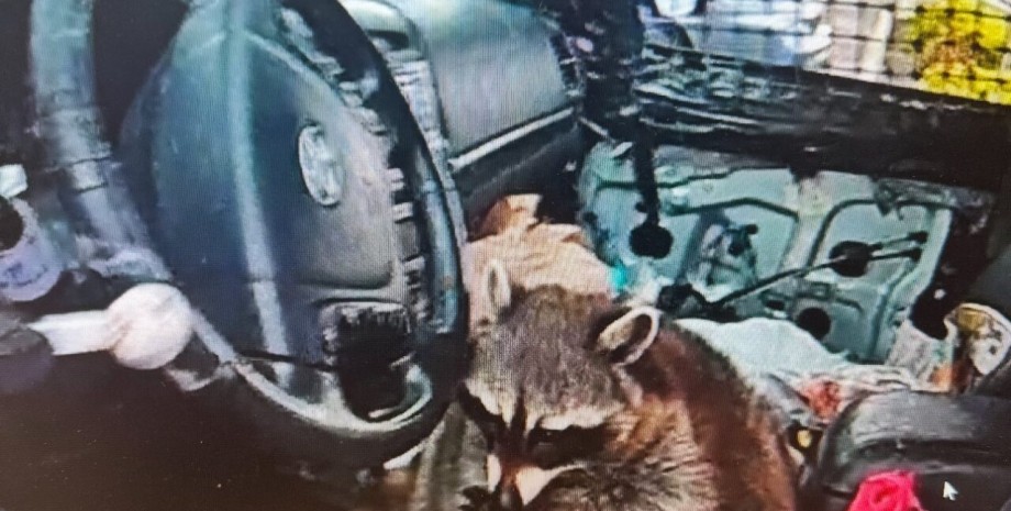 Енот держит трубку для употребления метамфетамина Енот держит трубку для употребления метамфетамина