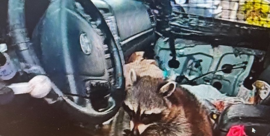 Енот держит трубку для употребления метамфетамина