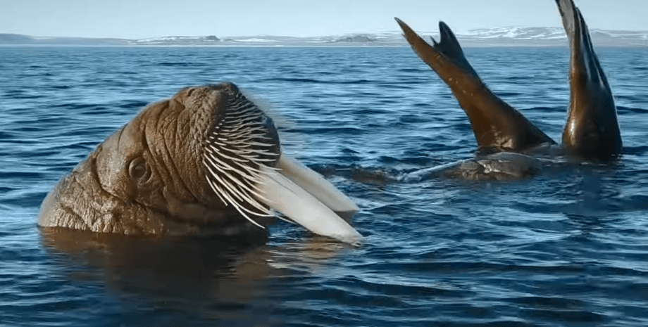 морж, море, видео