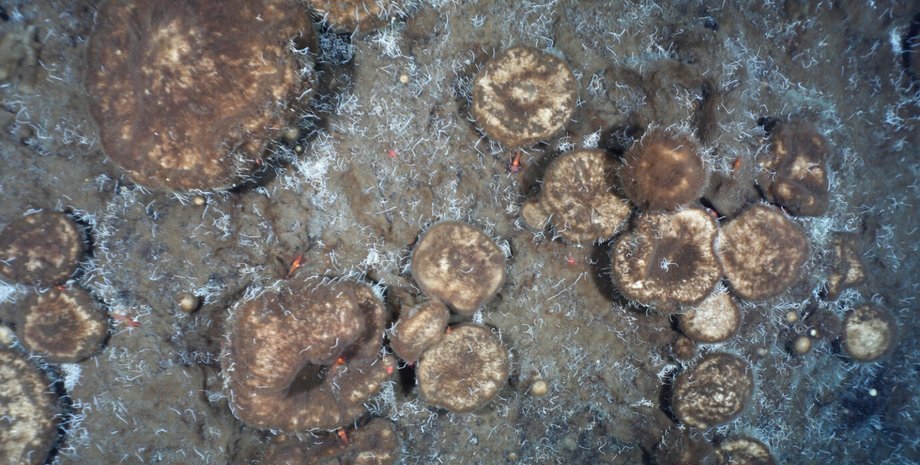 Губки, океан, углерод, питание, микробы